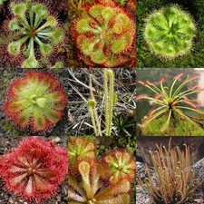 Drosera pianta carnivora 25 - pianta, carnivora,