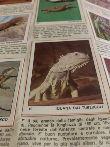 Figurina il mondo degli - il,