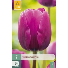 Bulbi di Tulipano Viola Intenso Negrita - Olandesi a fioritura garantita (7 pz)