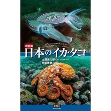 Japanese Squid Octopus
