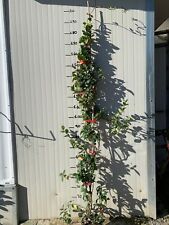 10 piante di Rincosperma (Falso Gelsomino) H150 cm foto reali