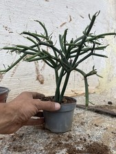 Bonsai euphorbia tirucalli - bonsai,