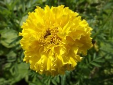 Calendula lemon prince - calendula,