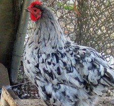 Hatching maran eggs - maran, 12