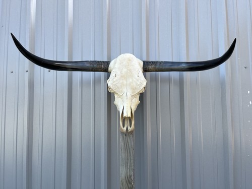 Longhorn teschio sterzo - longhorn,