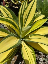 Succulent- Agave attenuata