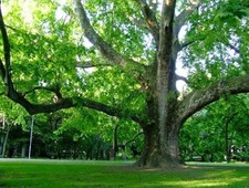 Platano comune albero dei - comune, l’albero