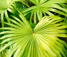 Livistona chinensis -  - Palma