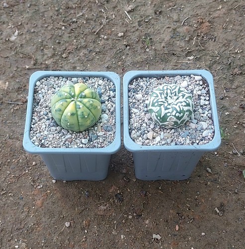 Pack astrophytum asterias - x2,