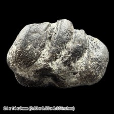 Ichthyosaur jaw fossil - jaw, with