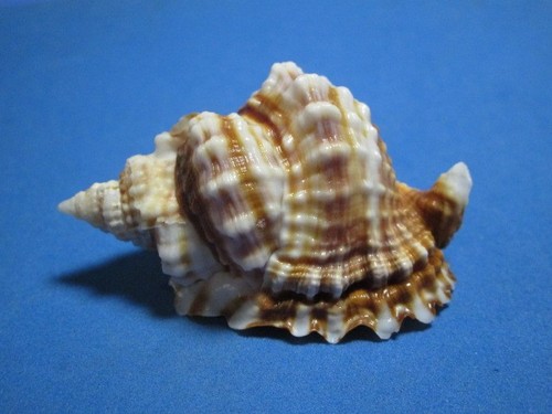 Distorsio anus linneo 1758 - anus,