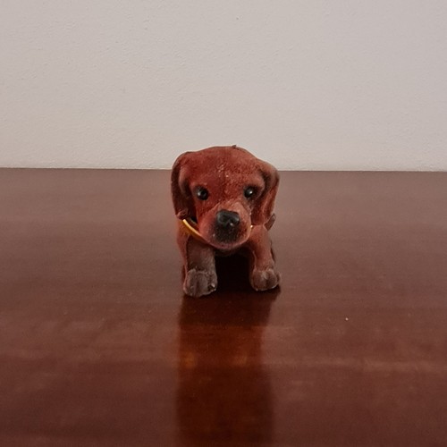 Cagnolino che muove testa - che,