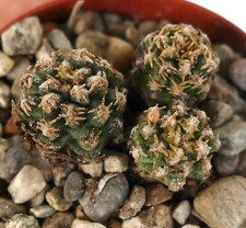 Pediocactus peeblesianus Navajo Co AZ 3 PIANTE rare Navajoa no copiapoa BF13