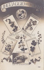LINGUAGGIO DEI FIORI - Edera