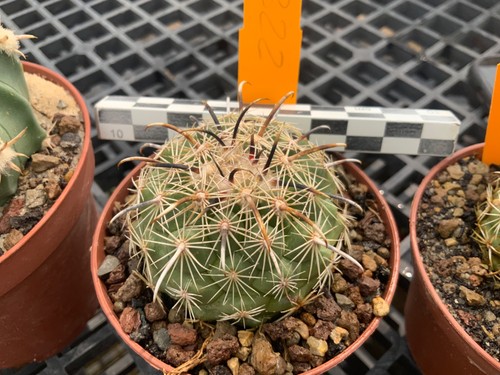 322 coryphantha kracikii - 322,