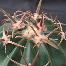 Homalocephala texensis