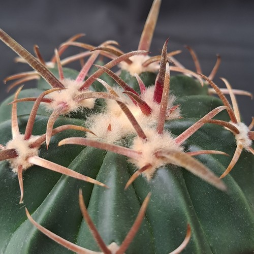 Homalocephala texensis