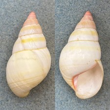 #21 Liguus fasciatus roseatus