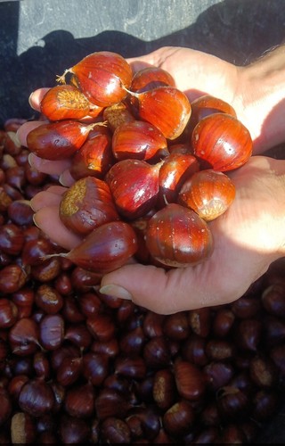 Castagne fresche confezione - fresche,