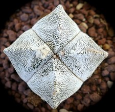 Astrophytum cv ONZUKA TUP1 no crested variegated parodia