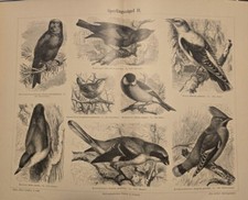 1889 Antica Stampa =