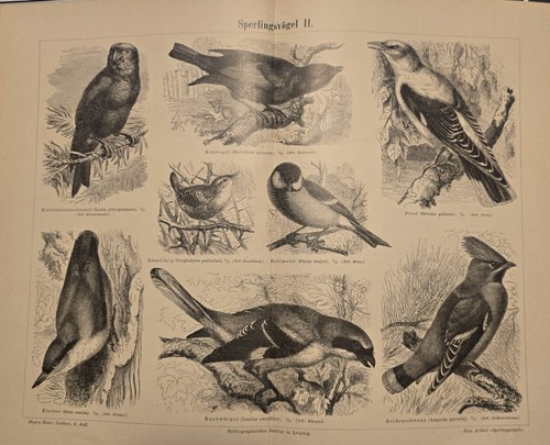 1889 antica stampa passeracei - stampa,
