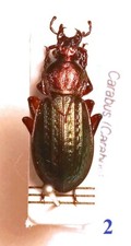Carabidae, CARABINAE, Carabus