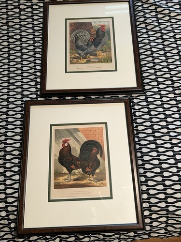 Lithos libro pollame of - lithos, pr