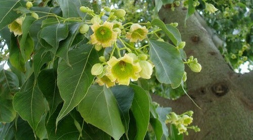 Semillas brachychiton - de,