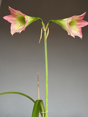 Hippeastrum tarantula tmn1 - tarantula,