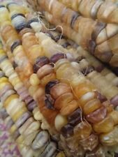 Arc en Ciel Inca Corn - Inca