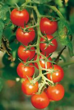 50 semi di pomodoro PACHINO