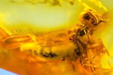 Ambra del Mar Baltico con RARA