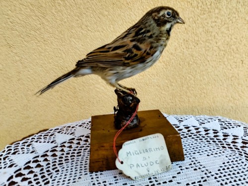 Trofeo caccia migliarino - trofeo,