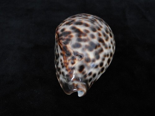 Sea shell cypraea - shell, tigris