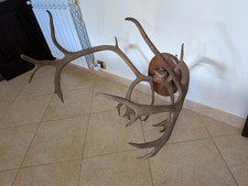 Corna di cervo con scudo da appendere