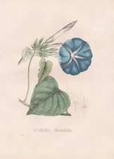 Ipomoea Mutabilis Mexico