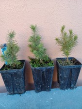 Pinus halepensis Pino d'Aleppo