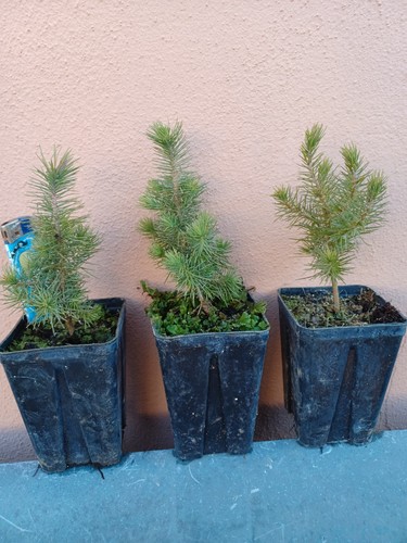 Pinus halepensis pino aleppo - pinus, d'aleppo