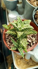 Aloe Hybrid Carol Stefan