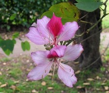 Bauhinia variegata |
