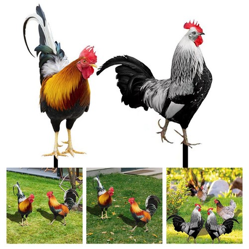 Splendide decorazioni pollo - splendide,