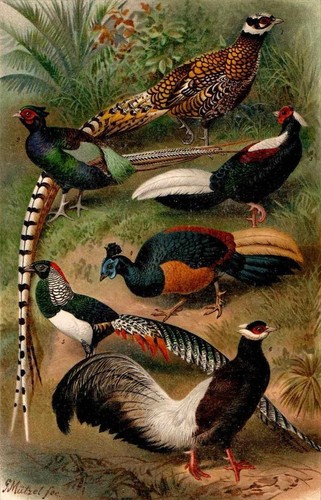 1898 antica cromolitografia - 1898,