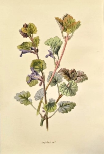 1890 edera antica - 1890,