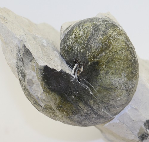 Ammonite eutrephoceras sp - ammonite,,