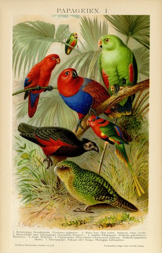 Pappagalli cacatua nano lori - pappagalli,