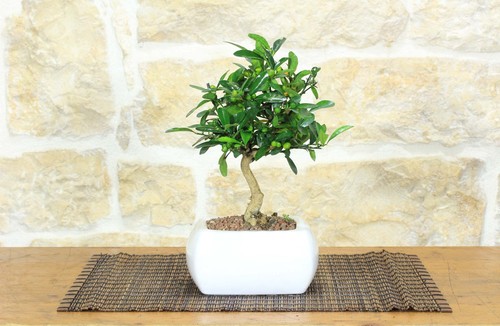 Bonsai citrus kinzu vaso - di,