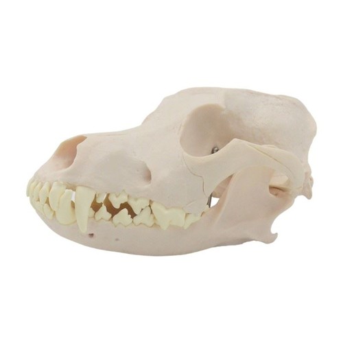 Cane testa anatomia modello - testa,