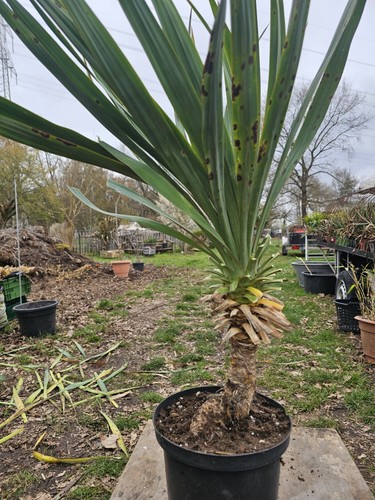 Yucca gloriosa 25 - gloriosa, cm