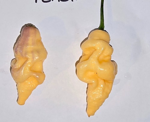 Semi peperoncino t rex - di,